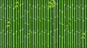 Bamboo
